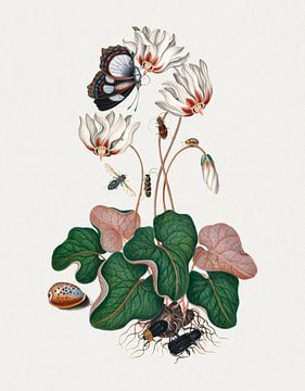 Cyclamen, noordelijke duintijgerkever, bladkever, vleesvlieg en wespkever door James Bolton. van Studio POPPY