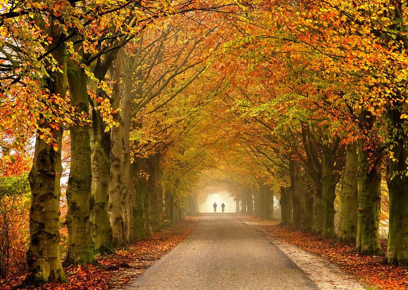Bicycle Tyre (Cycling the Autumn) by Caroline Lichthart