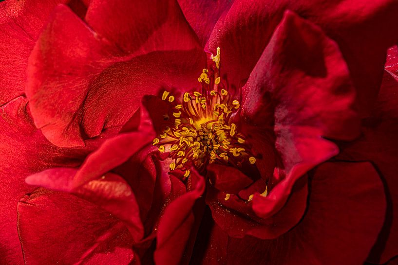 Rose with yellow calyx by foto by rob spruit