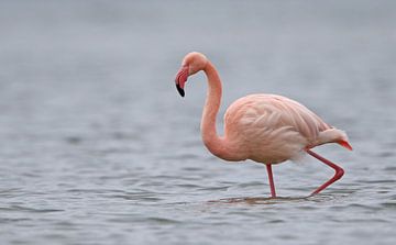 Flamingo in het Grevelingenmeer van Michel de Beer