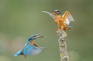 Kingfisher von Menno Schaefer