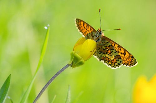 veldparelmoervlinder op een boterbloem