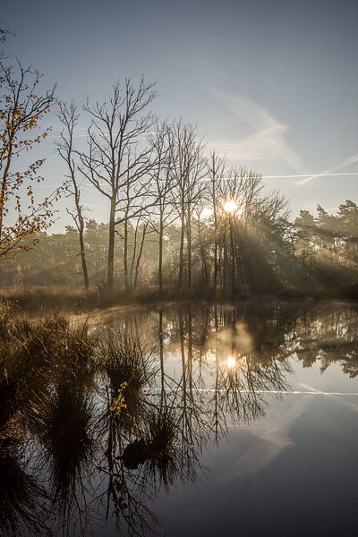 forests by Bart Liesenborgs