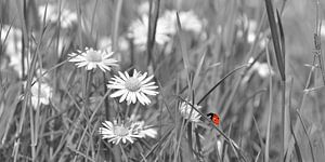 Ladybug by Violetta Honkisz