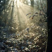 Forêt au soleil du matin