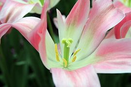 The Pink Tulip by Cornelis (Cees) Cornelissen