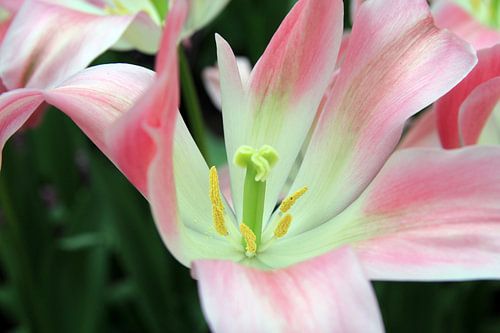 The Pink Tulip