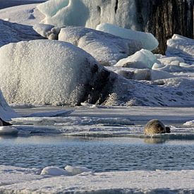 Zeehonden op het ijs van Antwan Janssen