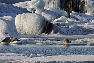 Seals on the ice by Antwan Janssen