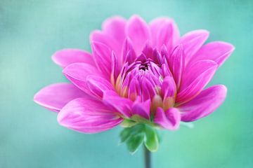 Dahlia rose sur LHJB Photography