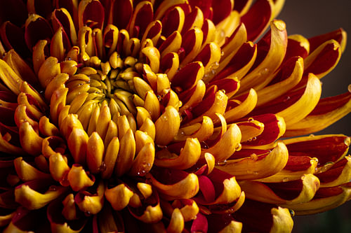 Des gouttes de rosée dans le feu