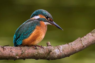 Kingfisher on a branch by Paul Wendels