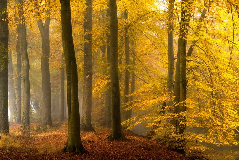 Life is a Painting van Lars van de Goor