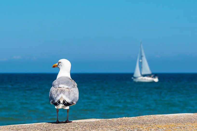 Mouette et voilier sur la côte de la mer Baltique à Warnemünde par Rico Ködder