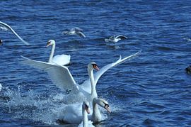 Zwaan land by Remco Haantjens