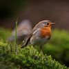 Rotkehlchen im Moos von Wendy van der Klift-Bartelings