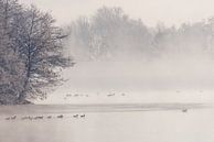Watervogels op vijver in mist in de ochtend in winter met sneeuw van Robert Ruidl thumbnail