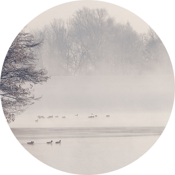 Watervogels op vijver in mist in de ochtend in winter met sneeuw van Robert Ruidl