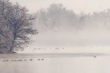 Oiseaux aquatiques sur un étang dans le brouillard le matin en hiver avec de la neige sur Robert Ruidl