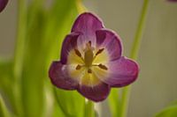 mooie paarse tulp van binnen gezien