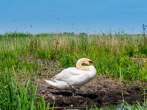 Swan on the waterfront by Charlotte Dirkse