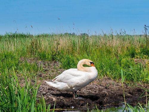 Swan on the waterfront