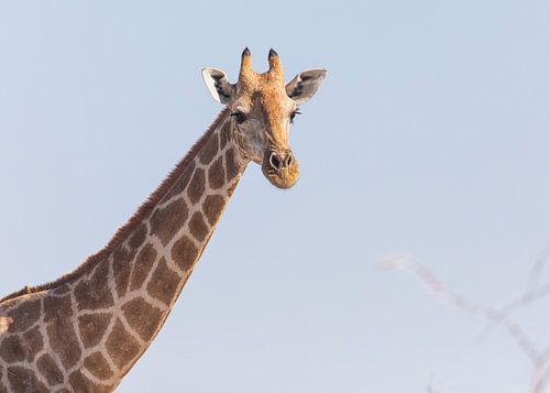 Portret van een Giraffe
