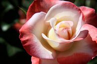 Zweifarben  Rose von Christiane Schulze Miniaturansicht