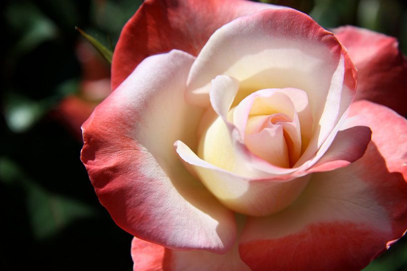 Zweifarben  Rose von Christiane Schulze