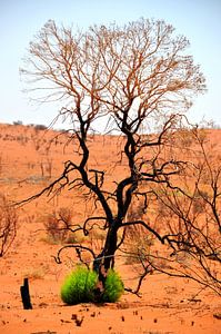 Der einsame Baum unter der unerbittlichen Sonne des Uluru