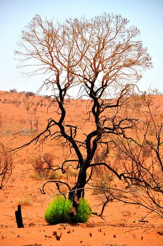The Lone Tree Under the Relentless Sun of Uluru