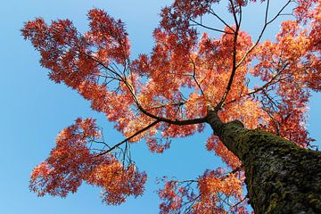 Herfst kleuren (boom) van Anja Wessels Fotografie
