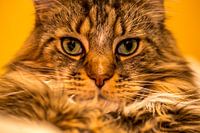 Kat - Maine Coon mannelijk portret