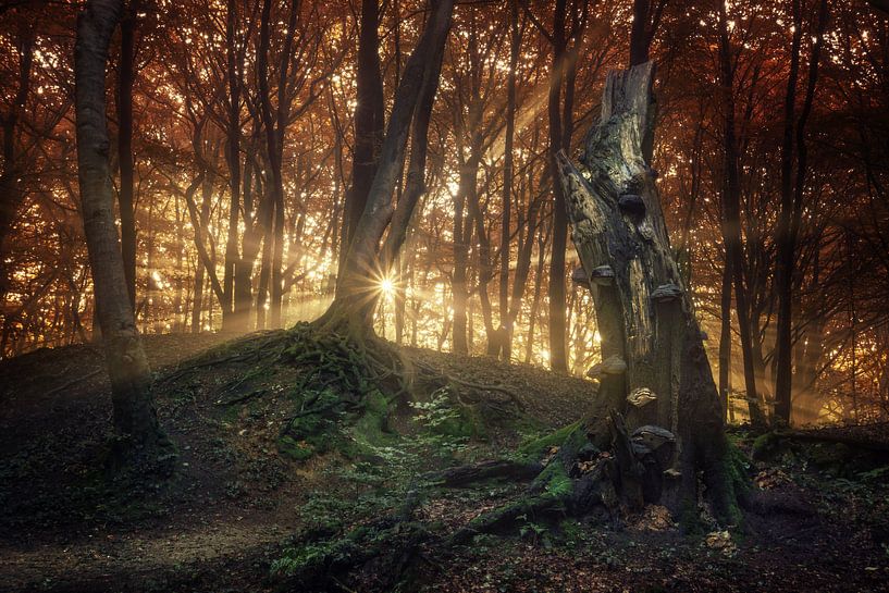 The Old One von Martin Podt