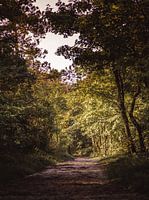 Autumn plate in September in the forest