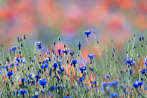 Bleuets dans un champ de coquelicots