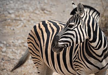 Zebra in Etosha park - Namibie 2023 van Sanne Meijer