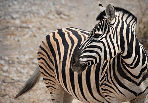Zebra in Etosha park - Namibia 2023