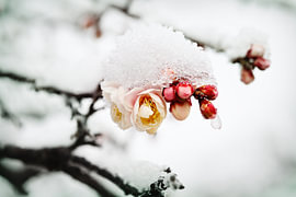 Februarschnee auf Pflaumenblüten von Gayane Nakada