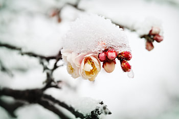 Neige de février sur les fleurs de prunier