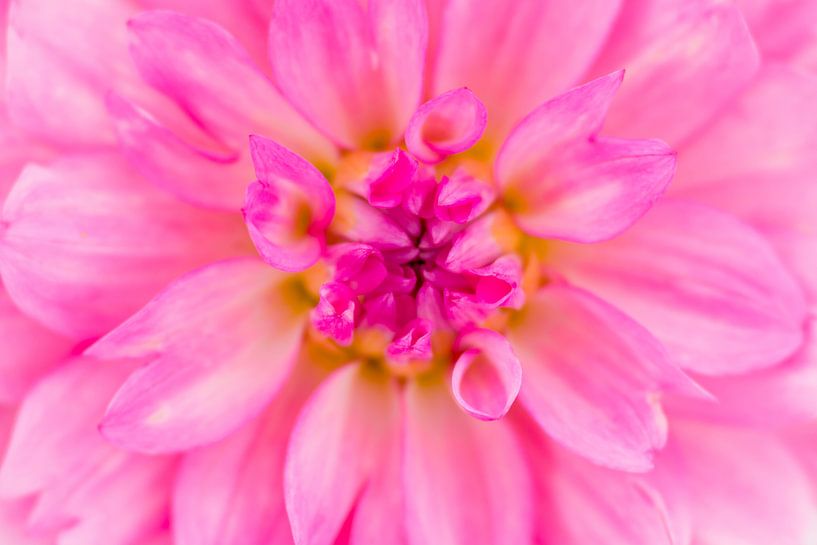 Wow! by Monique van Helden