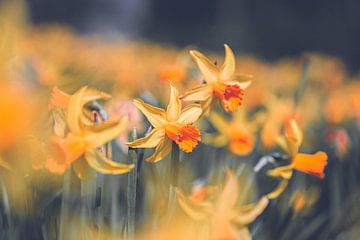 Gele narcis bloemen in de lente | Natuur fotografie van Denise Tiggelman