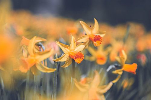 Gele narcis bloemen in de lente | Natuur fotografie