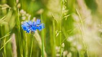 Bloeiende blauwe korenbloem tussen het groene gras van Fotografiecor .nl thumbnail
