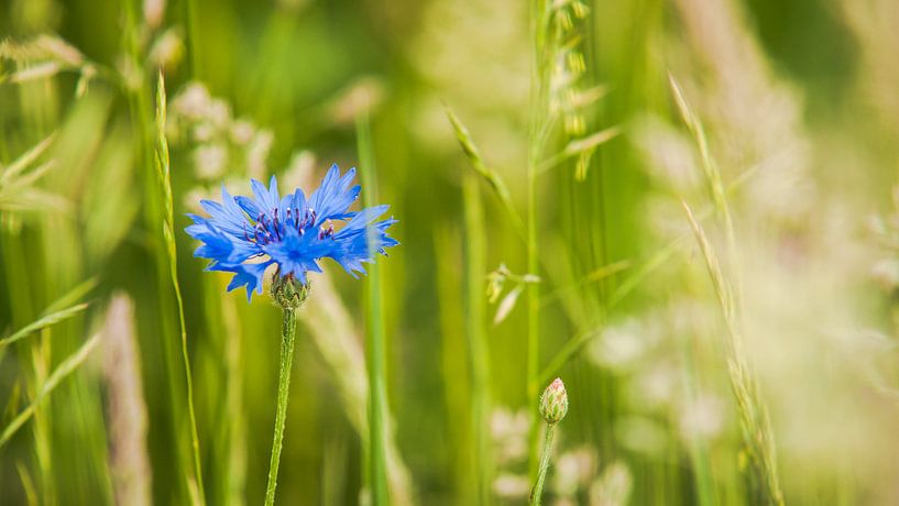 Bloeiende blauwe korenbloem tussen het groene gras van Fotografiecor .nl