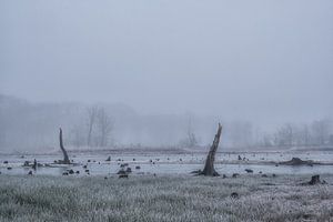 Dode bomen in het water van Moetwil en van Dijk - Fotografie