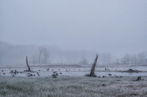 Dode bomen in het water