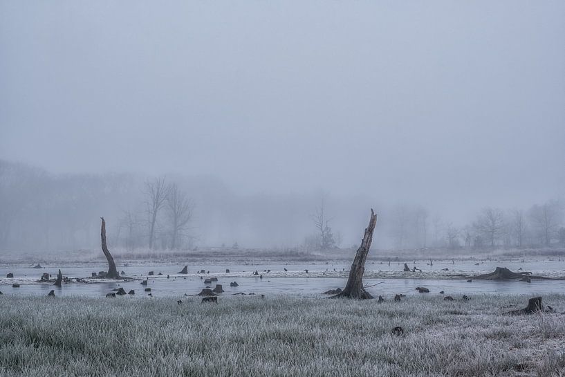 Dead trees in the water by Moetwil en van Dijk - Fotografie