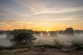 Westruper Heide, Haltern am See, North Rhine-Westphalia, Germany by Alexander Ludwig