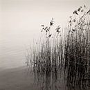 Reeds At The Lake von Lena Weisbek Miniaturansicht